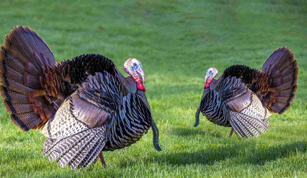 when is turkey season 2023