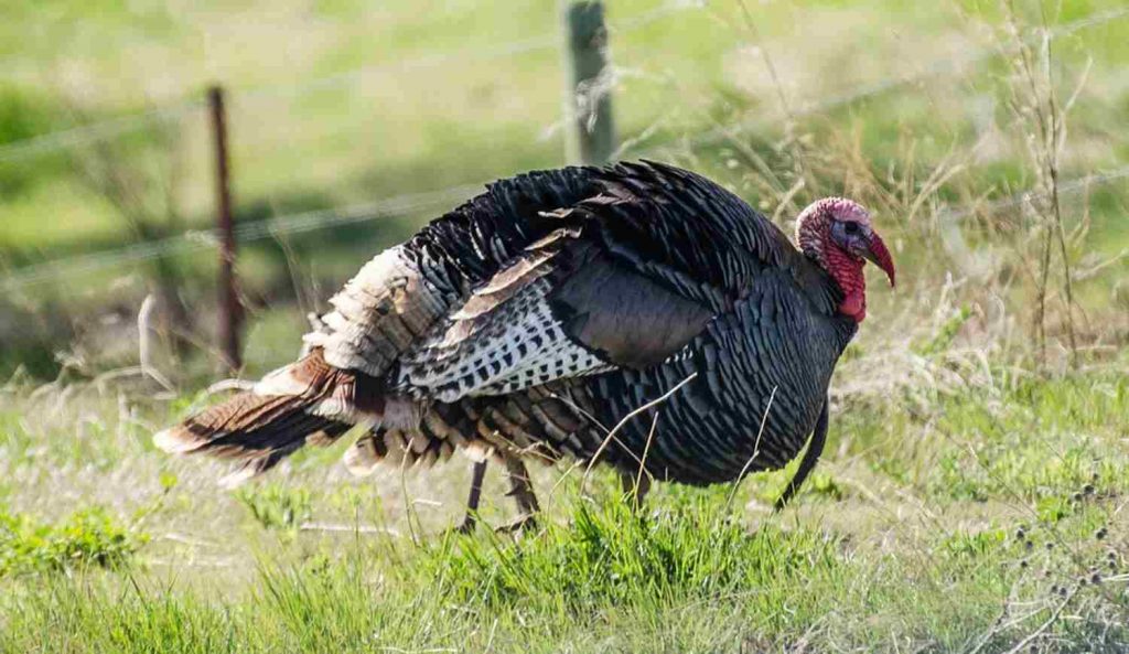 Hunting Seasons HuntingSeasons Org Hunting Seasons HuntingSeasons Org
