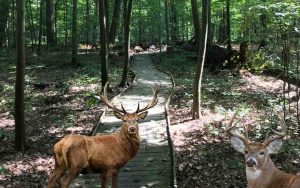 Ohio Hunting Seasons