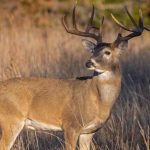Deer Hunting Season Minnesota