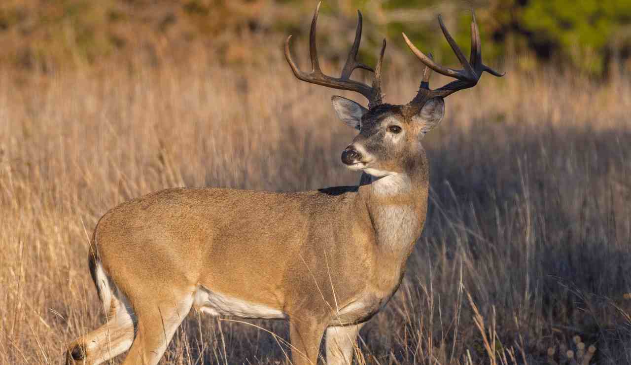 Deer Hunting Season Minnesota