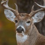 Delaware deer hunting season