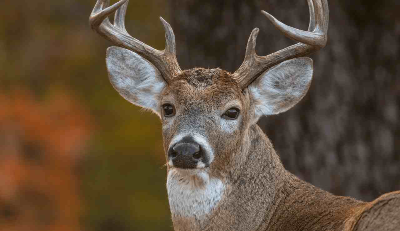 Delaware deer hunting season