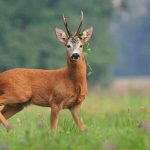 Louisiana Deer Season