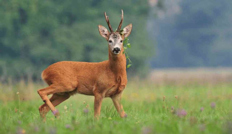 Louisiana Deer Season