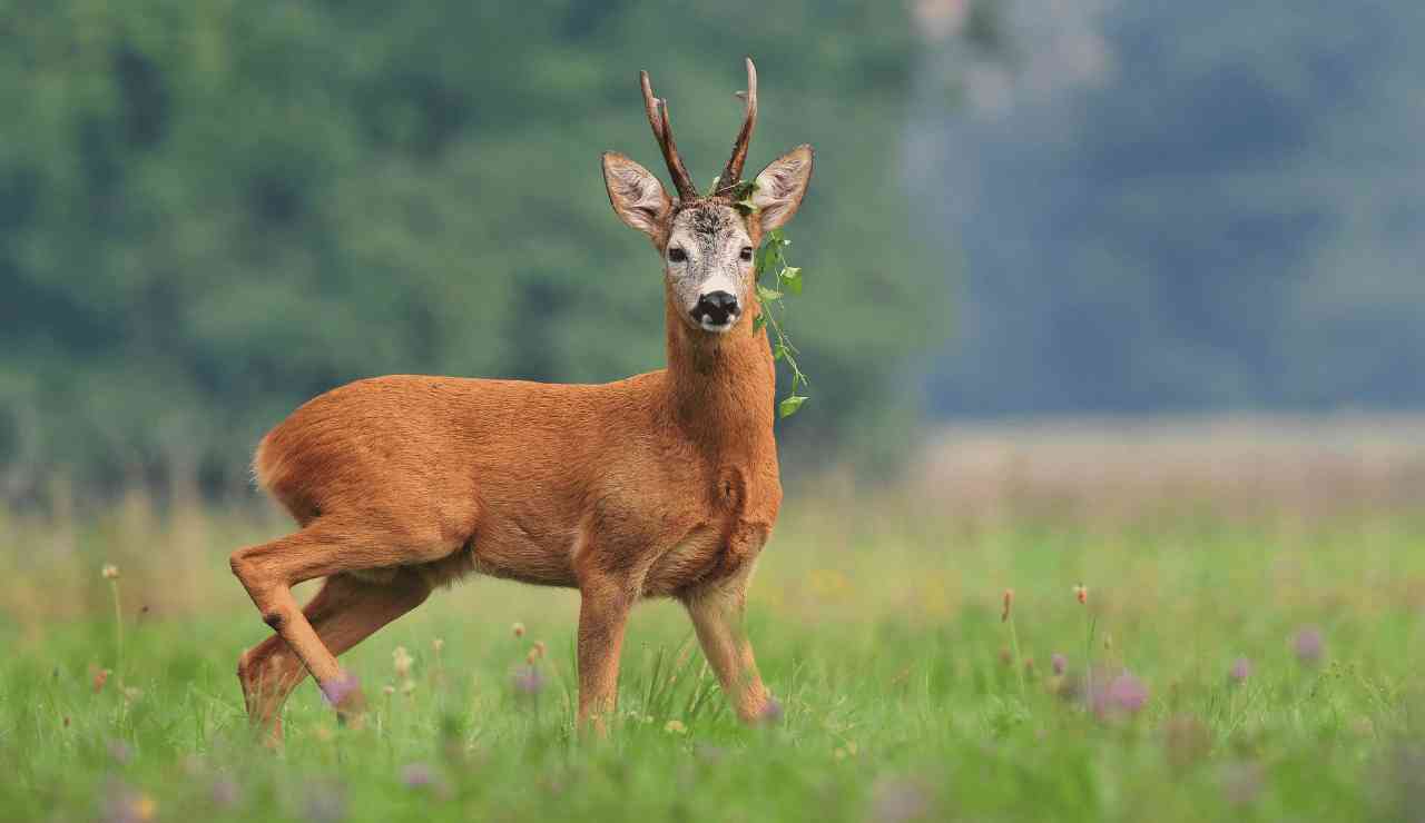 Louisiana Deer Season