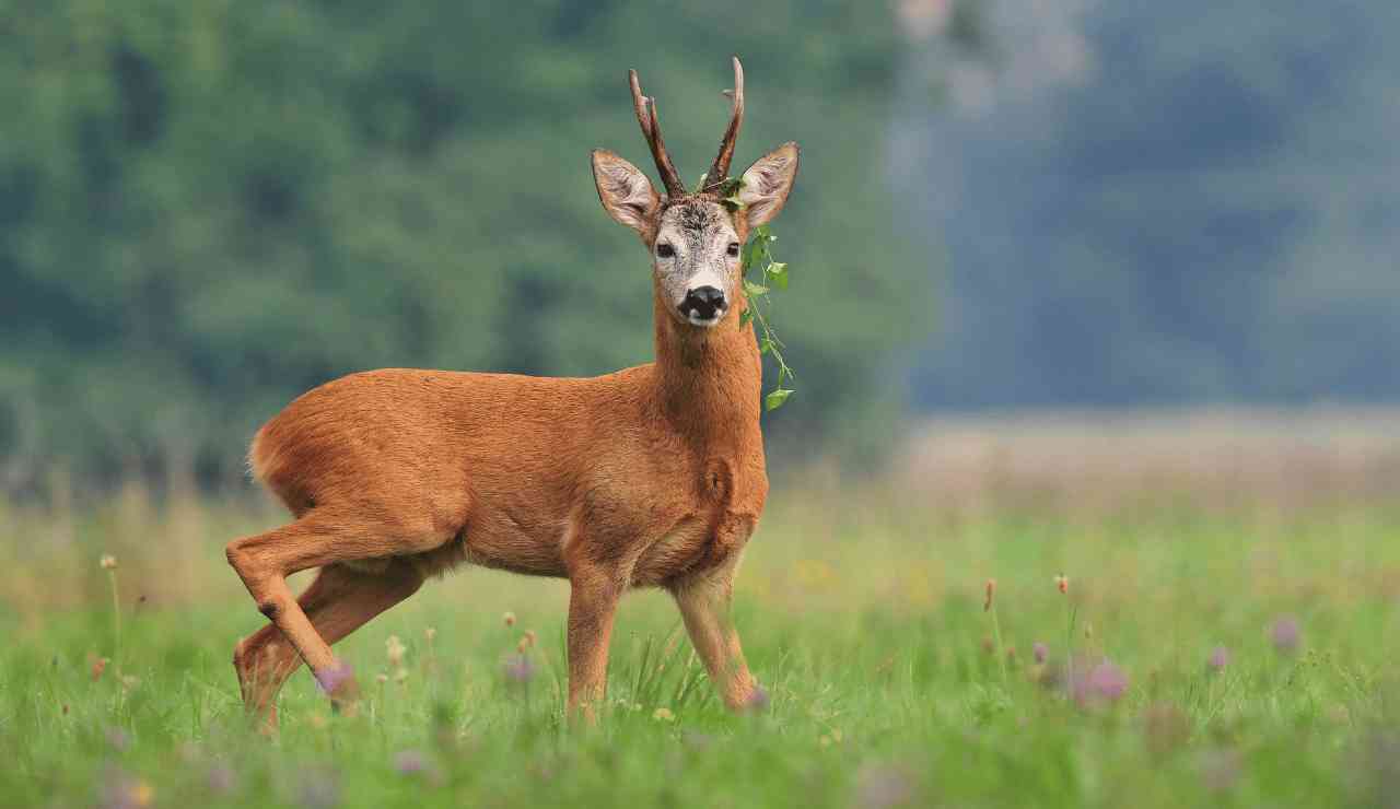 20242024 Louisiana Hunting Regulations Sandy Cornelia