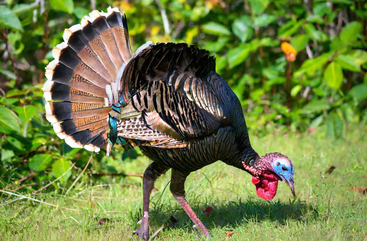 Mississippi Turkey Season 2024 Gillan Mechelle