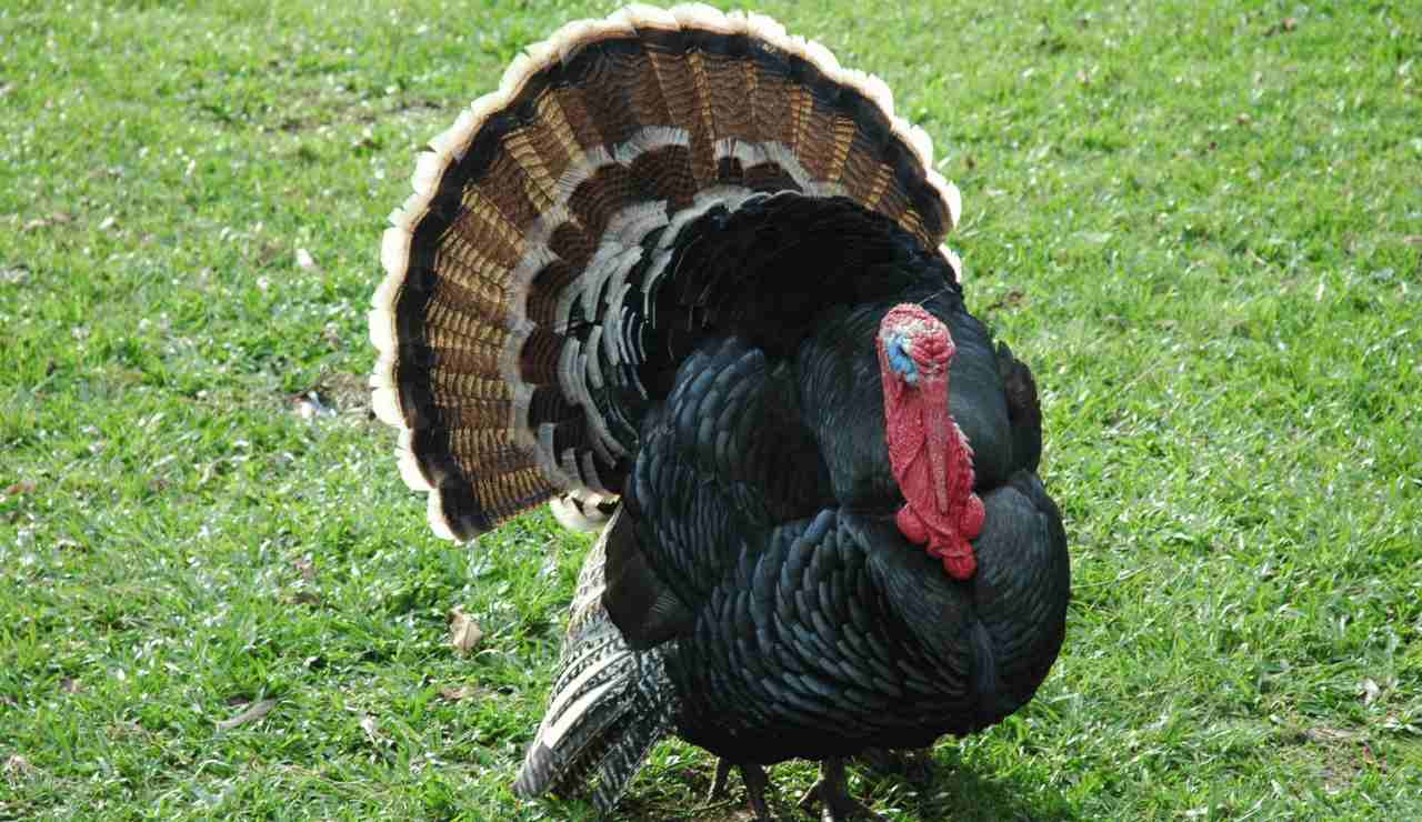 Mississippi Turkey Season