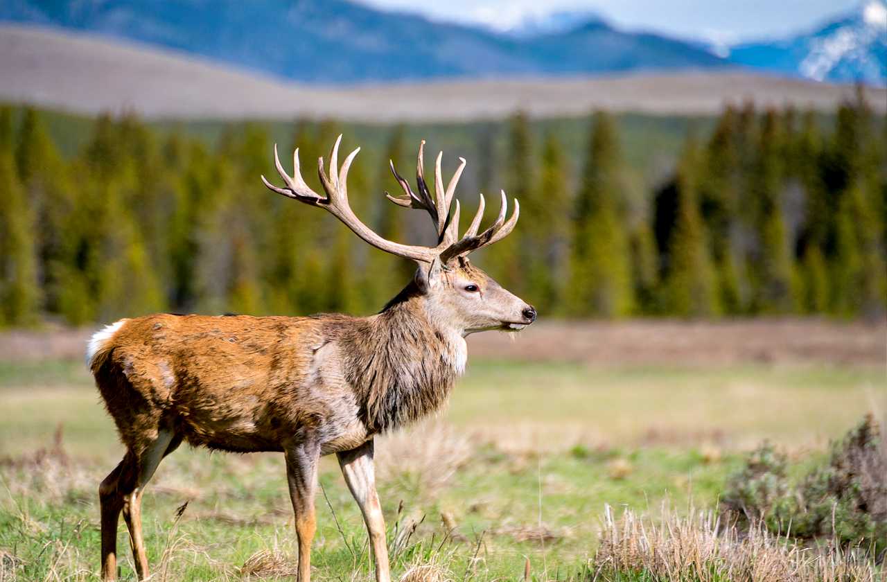 Montana Deer Hunting Season