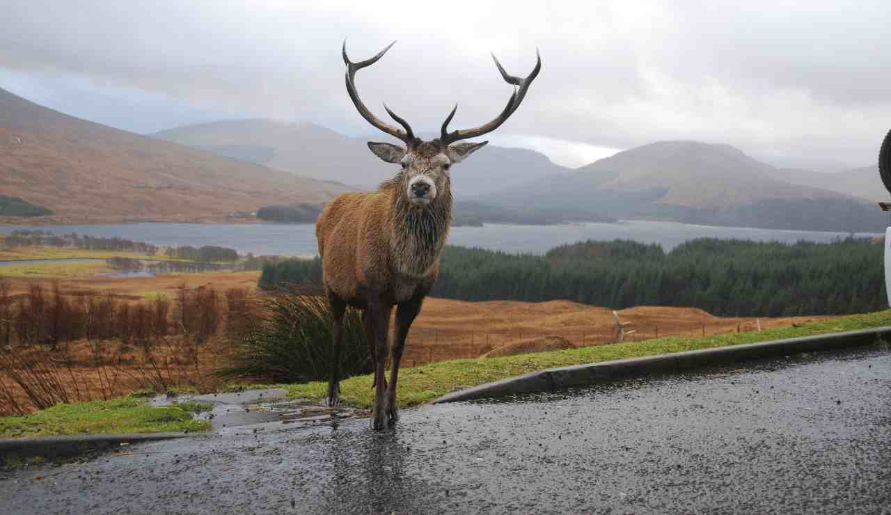 Get Ready For The 2023 2024 Montana Deer And Elk Hunting Season Get Ready For The 2023 2024 Montana Deer And Elk Hunting Season