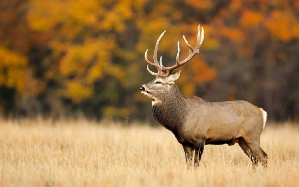 Nebraska Hunting Season