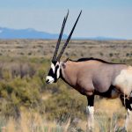 New Mexico Oryx Hunt
