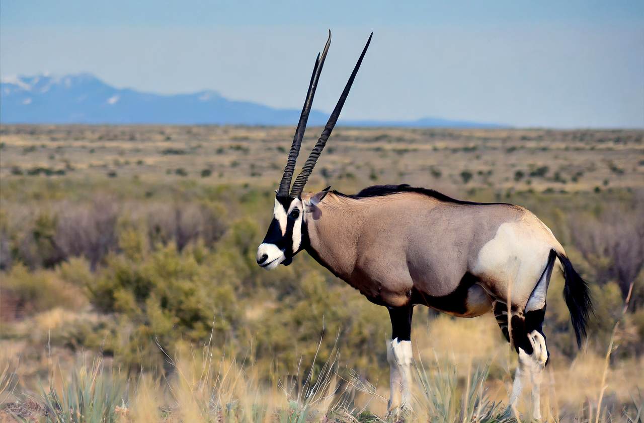 New Mexico Oryx Hunt