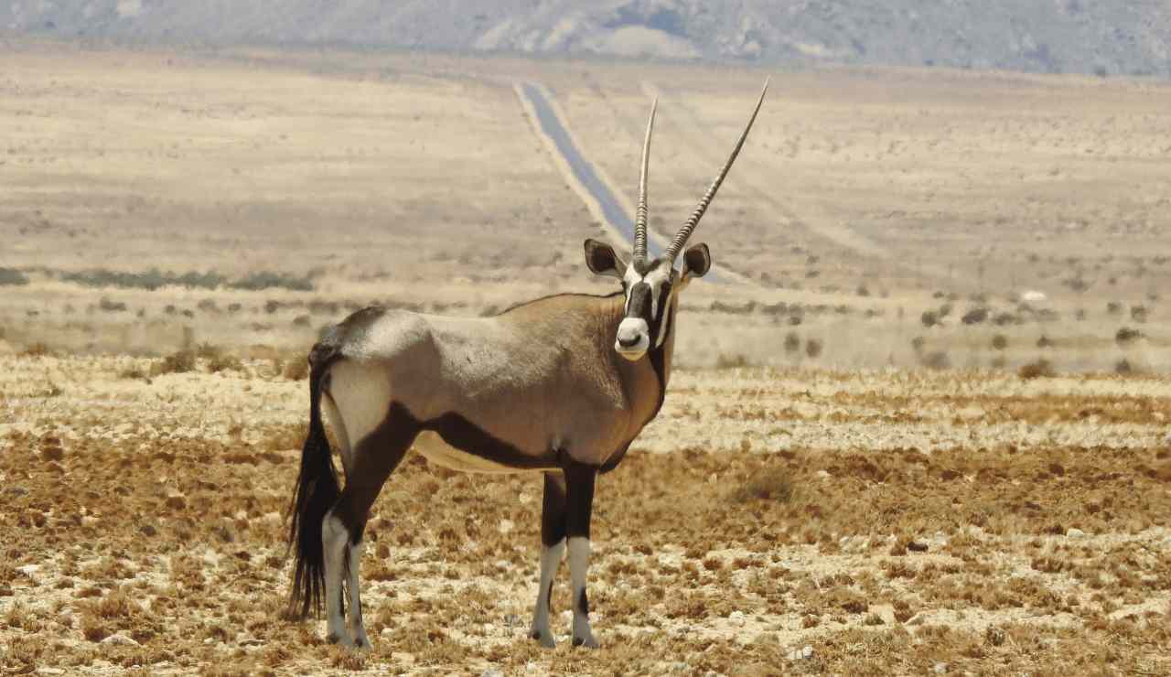 Ultimate Guide for New Mexico Oryx Hunt of 20232024 Get Ready for the