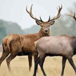 New Mexico Elk, Deer and Pronghorn Hunting Season