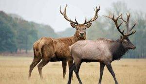 New Mexico Elk, Deer and Pronghorn Hunting Season