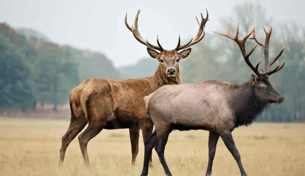 New Mexico Elk, Deer and Pronghorn Hunting Season