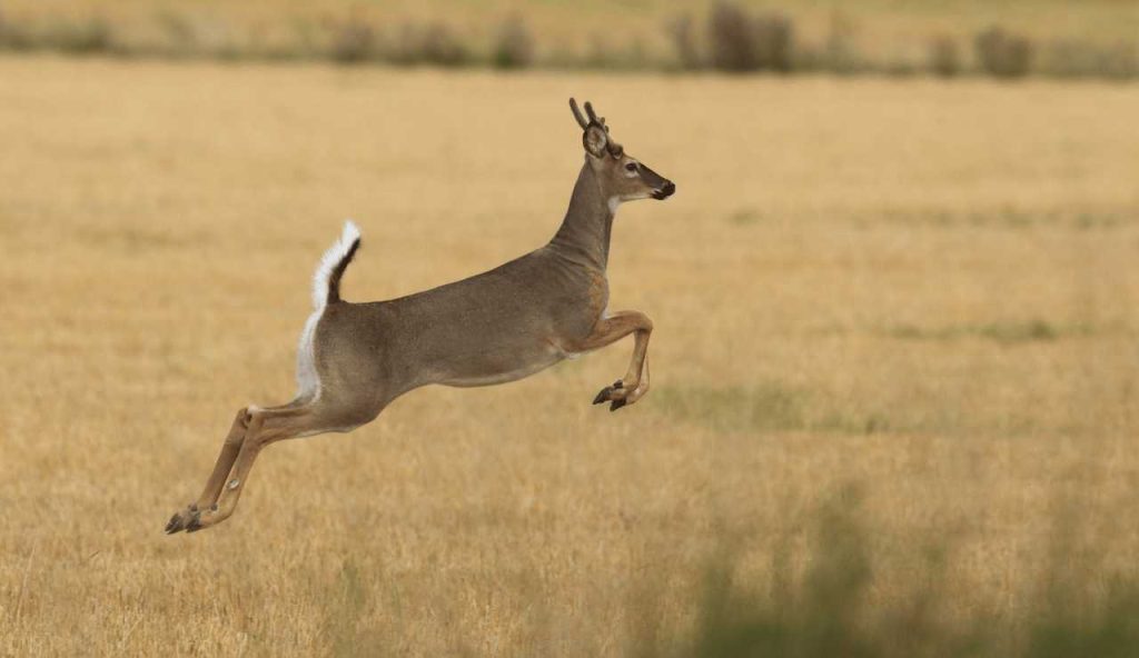 Ohio Deer Hunting Season 20232024 Everything You Need to Know to Bag