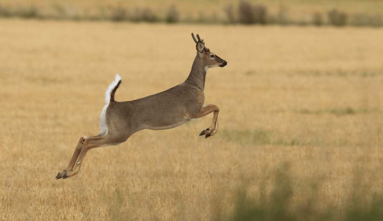 Ohio Deer Hunting Season
