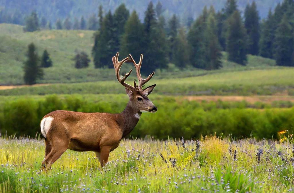 Oregon deer season