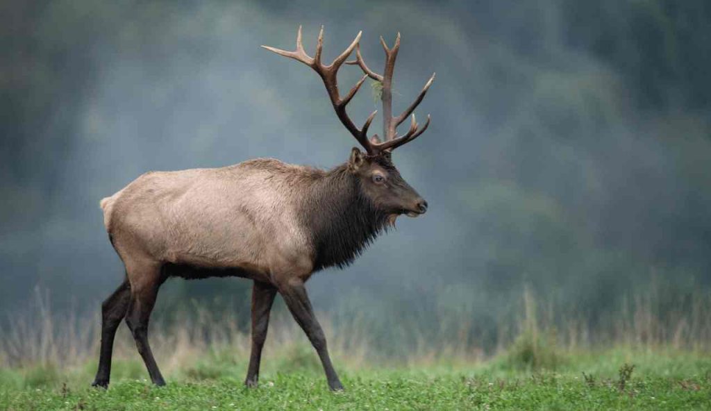 Tennessee Deer & Elk Season