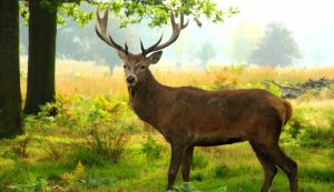 Utah Deer Hunting Season