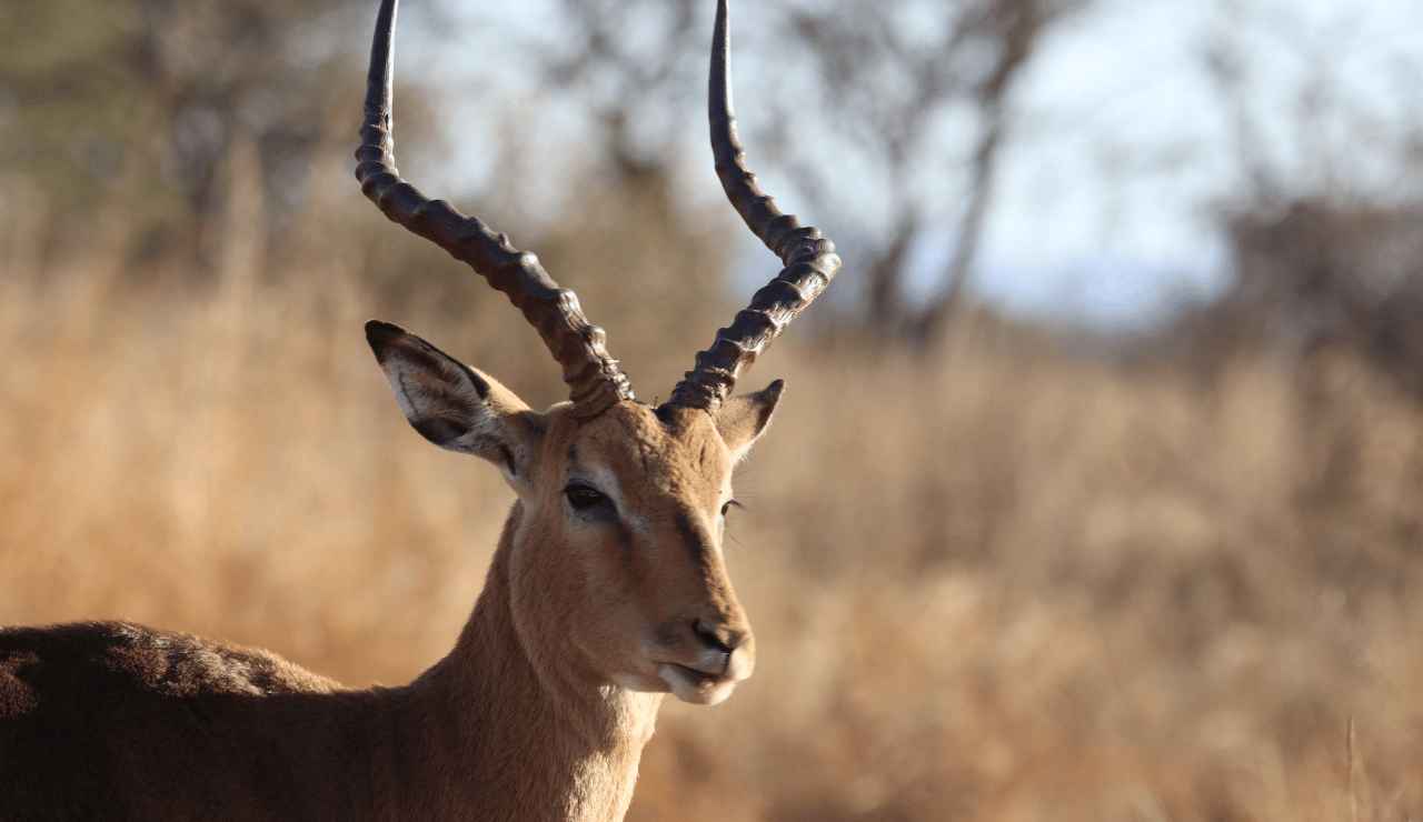 2023 2024 Maryland Deer Season Sika Deer Maryland Updated Dates 2023 2024 Maryland Deer Season Sika Deer Maryland Updated Dates