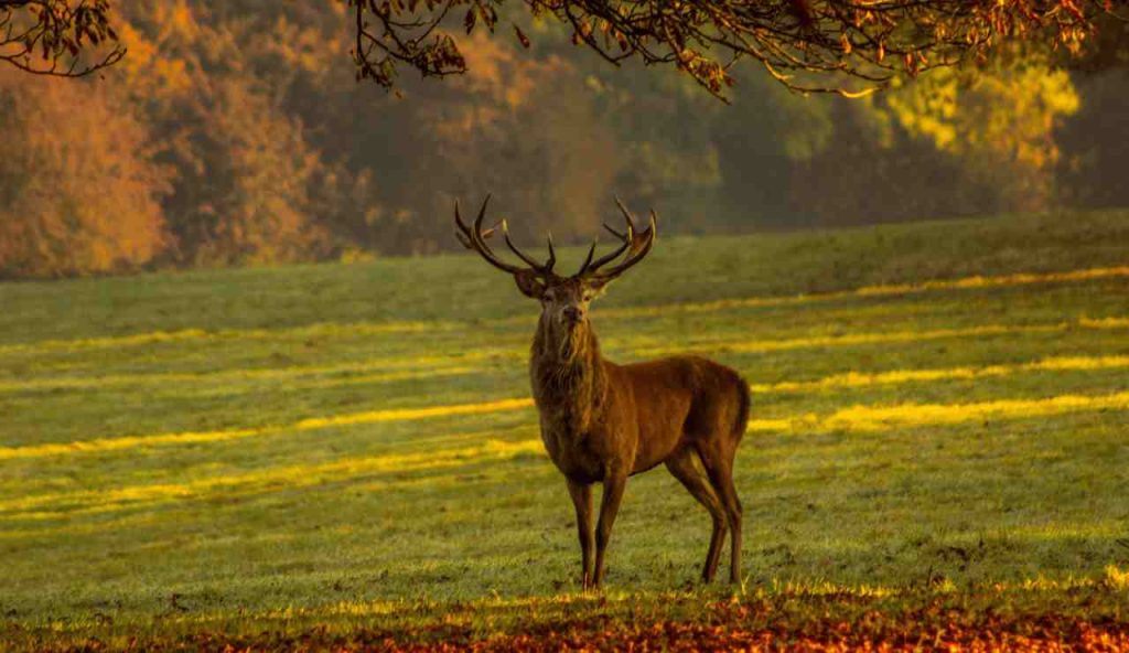 wisconsin deer hunting season