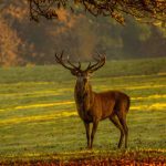 wisconsin deer hunting season