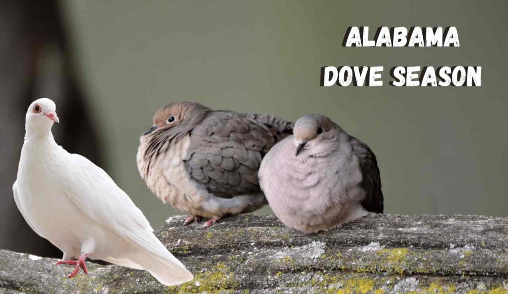 Dove Season In Alabama 2023 2024 New Rule Schedule