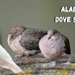 Alabama Dove Season
