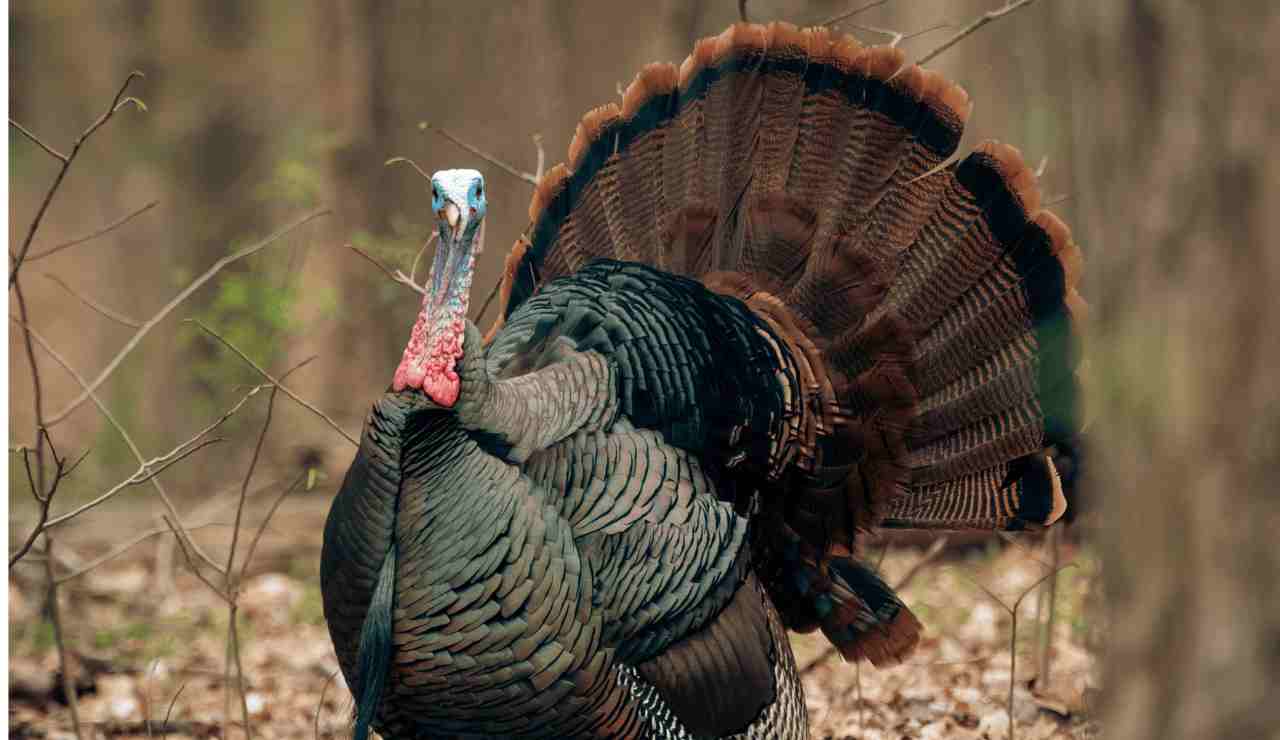 Arizona Turkey Hunting Season 