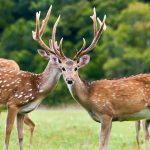 Deer Hunting Season Missouri