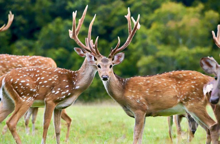 Deer Hunting Season Missouri