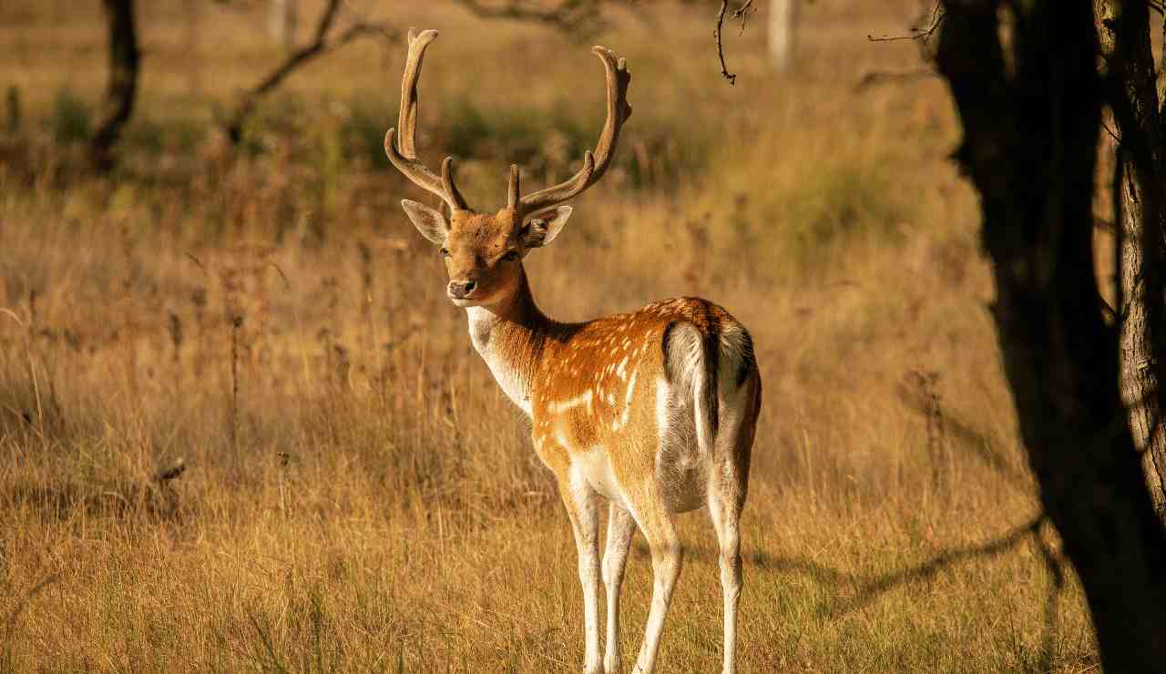 Deer Hunting Season Missouri 20232024 The Ultimate Guide to Bagging a