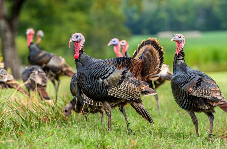 NC Turkey Season 20242025 New Dates & Rules