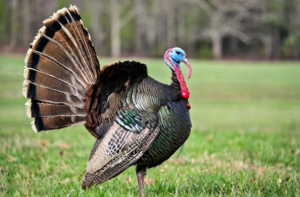 North Carolina Turkey Season