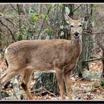 Virginia Deer Season