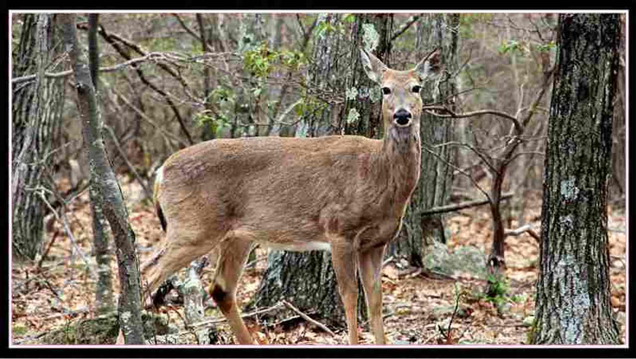 Virginia Deer Hunting Season
