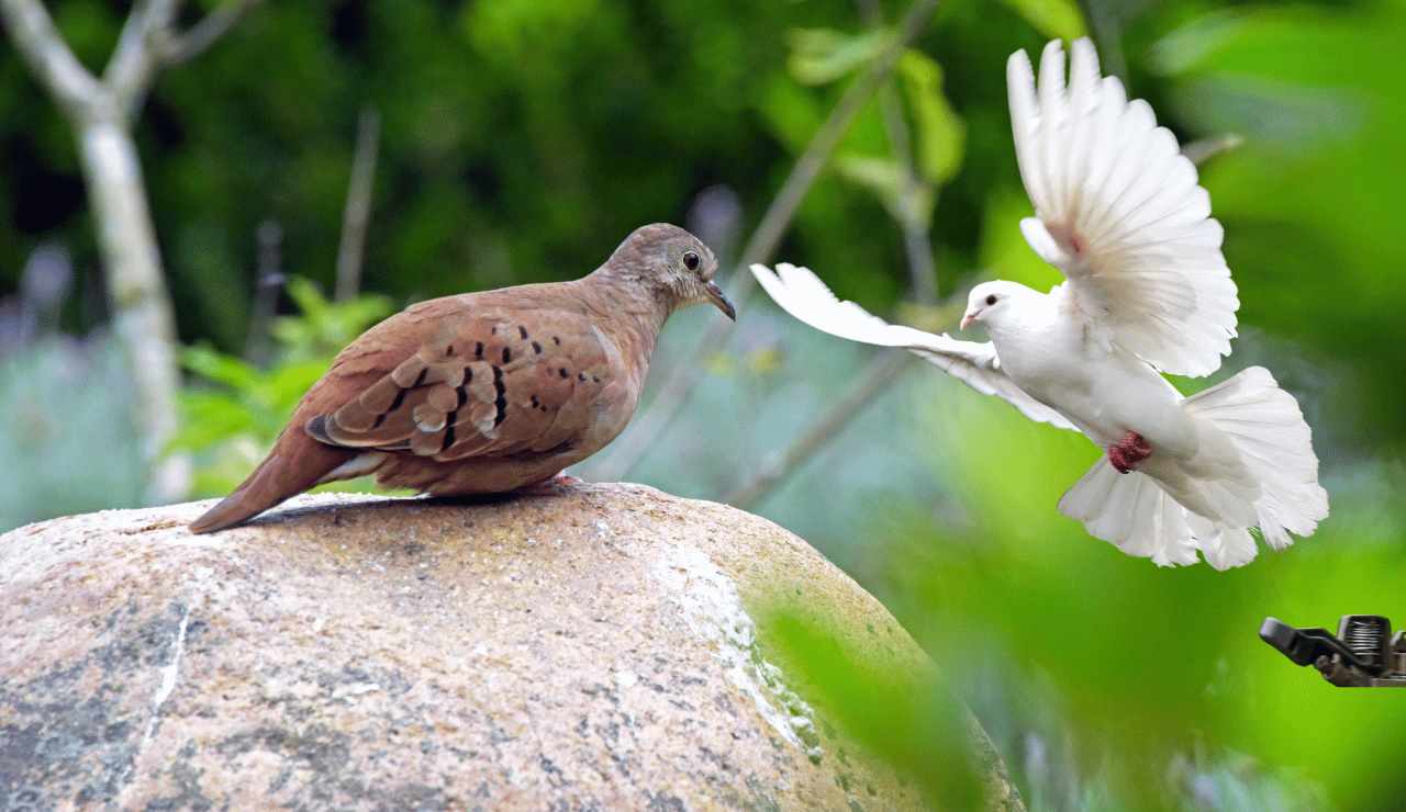 Dove season in North Carolina