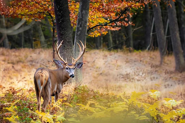 Maine Hunting Seasons 20252025 New Dates & Limits