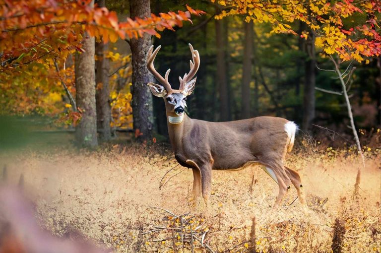 Maine Hunting Season