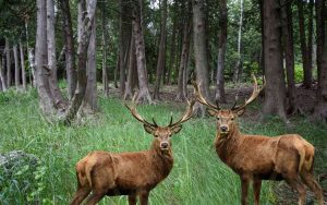 Michigan hunting seasons