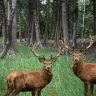 Michigan hunting seasons
