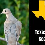 Dove season Texas