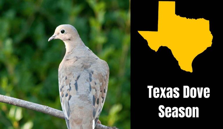 Dove season Texas