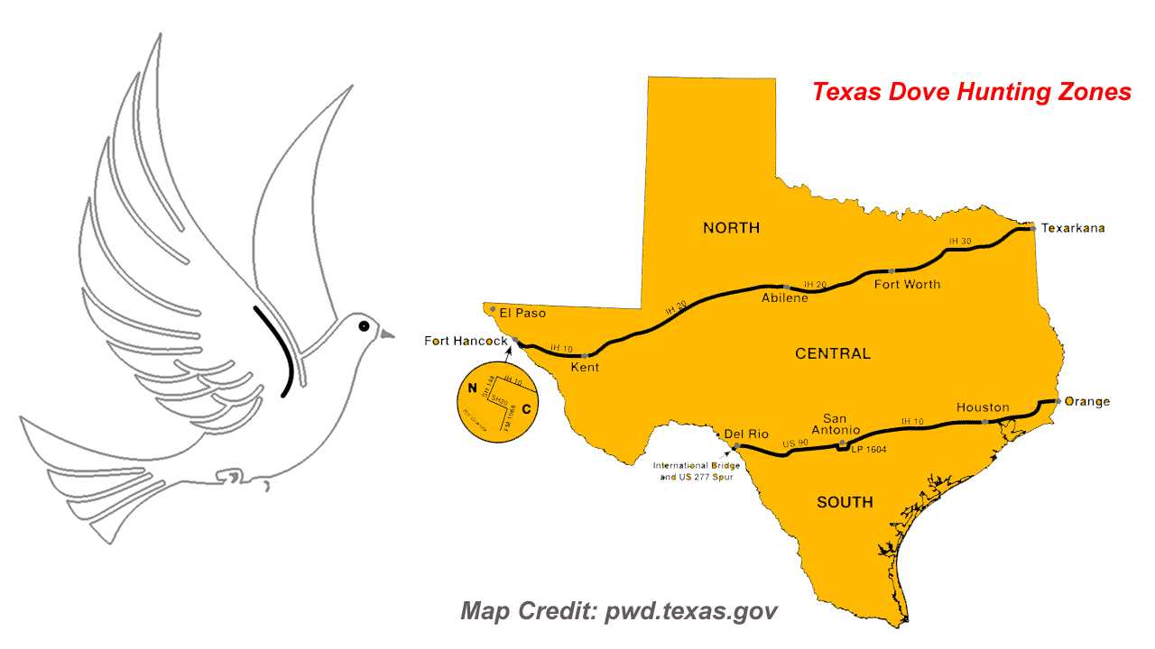 Dove Season Texas 20232024 New Dates, Bags & Hunting Zones!
