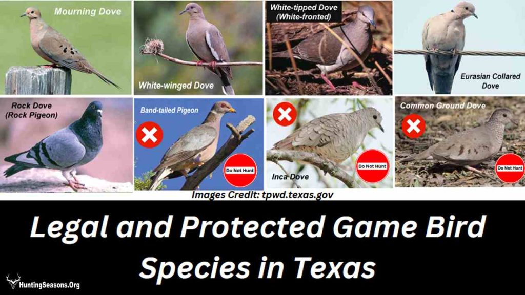legal and protected game bird species in Texas