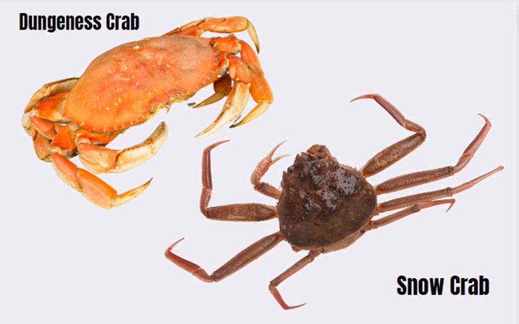Dungeness Crab and Snow Crab